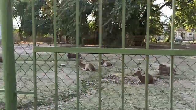 TOSHKENT HAYVONOT BOG'I. Ташкентский зоопарк. ZOO.