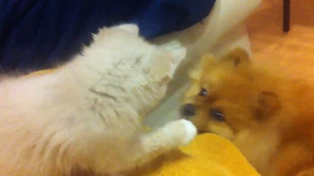 Шпиц Тай против Бира смотреть онлайн