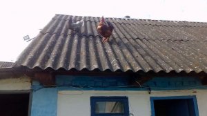 Петухи на крыше тише тише