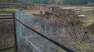 Собираем урожай кормовой свеклы (бурака)