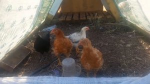 Простой выгул для цыплят