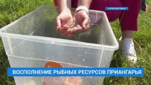 Более 38 тысяч мальков пеляди выпустили сегодня в Братское водохранилище