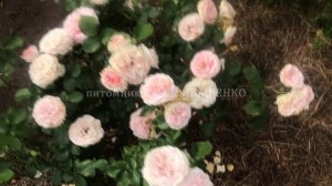 Роза Мария Терезия (Maria Theresia) / Елена ИВАЩЕНКО