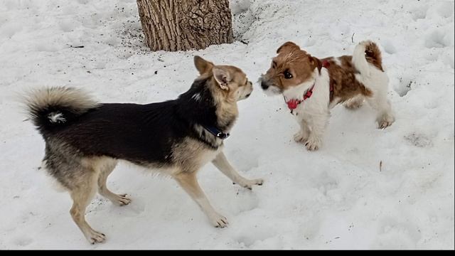 Что делать, если собака тянет поводок? |4 метода БЕЗ ЭШО И СТРОГАЧА #дрессировка #воспитание смотреть онлайн