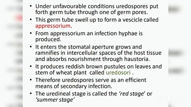Puccinia смотреть онлайн