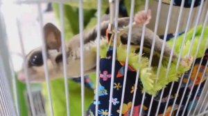 11 самых необычных домашних питомцев