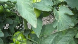 Томат зульфия