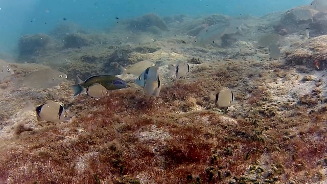 Тирренское море - Tirrhenian sea 008 fish