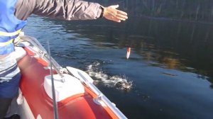 Ловля хариуса на Енисее..