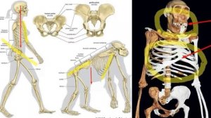 Эволюция человека и происхождение переходных форм от древних обезьян до современных людей