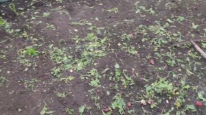 Оптовая цена на редис. Редис ВИЕННА Не для ЧЕРНОЗЁМА! Какой редис для чернозёма?
