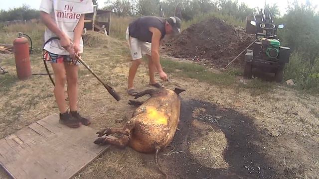 забой поросёнка выгодна ли держать поросёнка