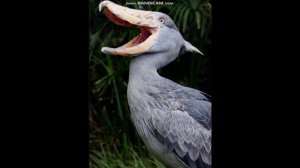 Живой птеродактиль в небе сша или обычная огромная птица