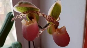 Орхидея ПАФИОПЕДИЛУМ ПИНОККИО Paphiopedilum Pinocchio /  Распускание цветка Венерин башмачок