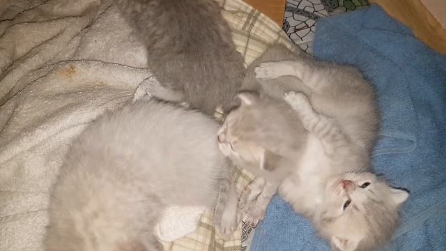 КОТЯТА - первые разборки (не выложенное видео) смотреть онлайн