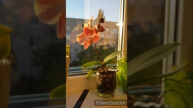 Орхидея фаленопсис Леко фантастик