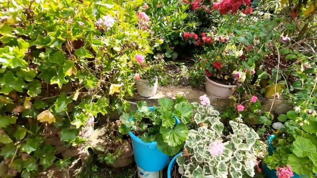 TOUR POR EL JARDÍN MAS HERMOSO DE AMAZONAS - VIVERO LAS YEDRAS смотреть онлайн