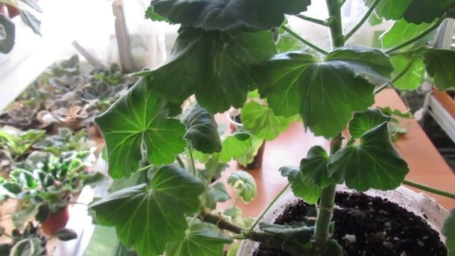 КАК СФОРМИРОВАТЬ ПЫШНЫЙ КУСТ ГЕРАНИ ВЕСНОЙ. ПРИЩИПКА смотреть онлайн