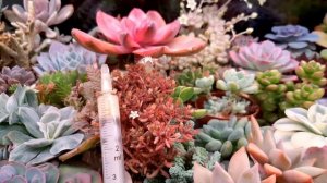 Мучнистый червец на суккулентах. Обработка актрой.