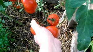 Томат Метелица на 25 августа