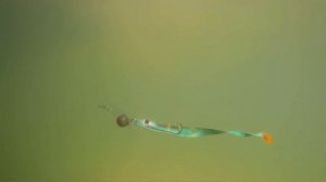 Подводная игра. Плоская приманка - Минноу.  Flat Baits - Minnow.