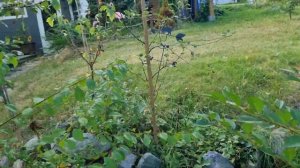 Алыча Подарок Санкт-Петербургу