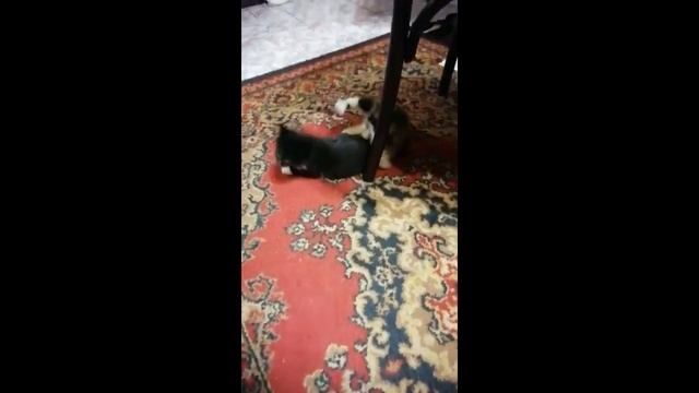 Котята бесплатно от турецко ванской кошки