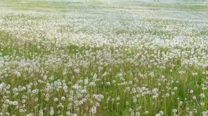 Песня "Судьба судьбинушка"