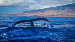 Whale Music for Meditation