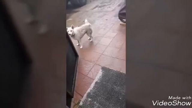 Привет от нашей бывшей питомцы КАМЫ смотреть онлайн