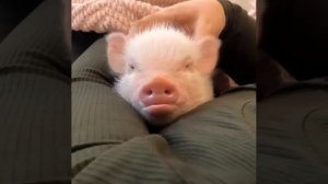 Какие ушки)))