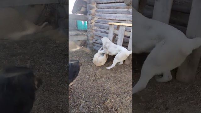 школа борьбы волкодавов #волкодав #сао #алабай #банхар #чабан #dog #овчарка #щенкиалабая #щенки смотреть онлайн