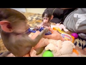 СМЕХОТА! Степашка уже наравне с Люсей ДЕЛИТ ПОДАРКИ и своего не отдаст!