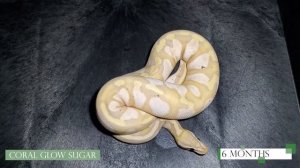 Pastel Coral Glow Sugar Ball Python 0, 6, 12 month-Growth Progression Series