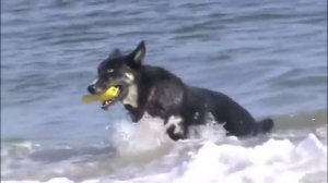 Saint Bernard and Shepherd/Husky Mix on the Beach