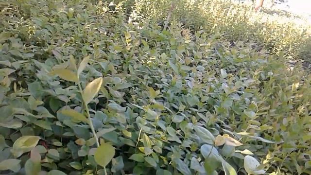 Этапы выращивания саженцев голубики  СадПолтавы. http://sadpoltavа.соm/