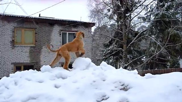 Rani смотреть онлайн