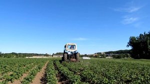 Прополка картофеля трактором ЮМЗ и картофелесажалкой Carrot potatoes tractor #vseklevo #синийтракто