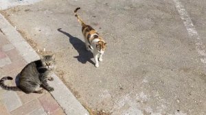 Коты мяукают, орут, меня с собой гулять зовут 😸 Funny feral cats meow eat. Gatos graciosos. 面白い猫  猫