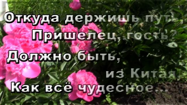 Цветут пионы шелковым ковром смотреть онлайн