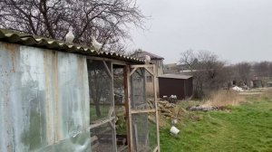 Тренировка молодых голубей!!!