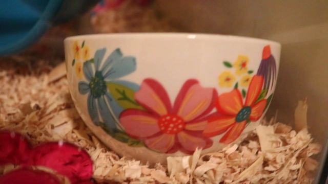 SPRING THEMED HAMSTER CAGE TOUR WITH JOY GEORGINA смотреть онлайн