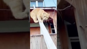 Если парень в горах не ах 🐈🐈⬛⛰️ #cats