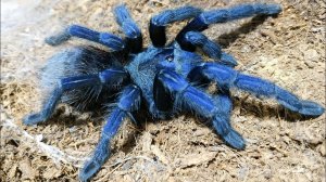 Pterinopelma sazimai. Синий паук птицеед и его кокон