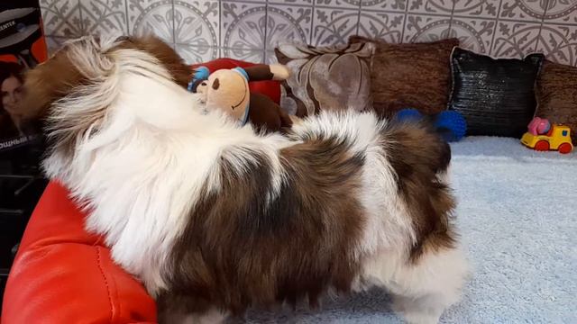 ЩЕНОК ШИТЦУ.ПРОДАЕТСЯ, смотреть онлайн