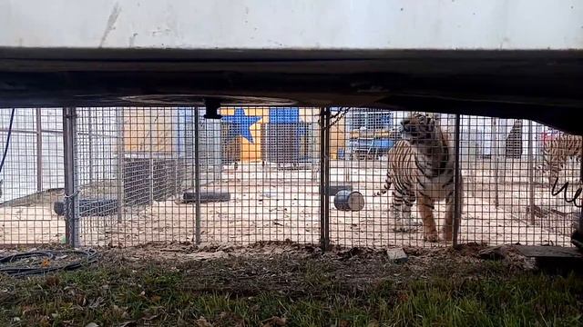 Тигры не реагируют на кс-кс-кс-кс смотреть онлайн