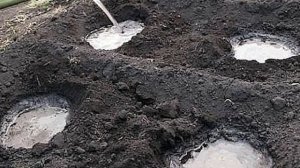 Сажаю огурцы по методу белорусской тетушки. Что положить в лунку
