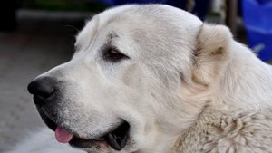 Кто сильнее волк или собака?