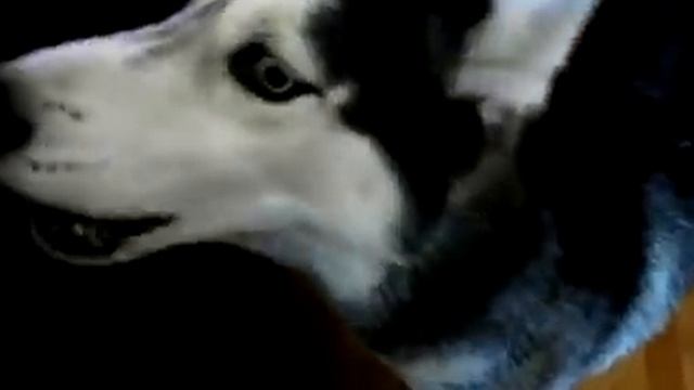 Уникакльный пёс Мишка ( хаски ) умеет говорить 12 слов !!! смотреть онлайн
