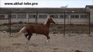 Akhal-teke mare Achamaz - For sale